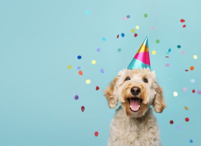 Especialista aponta sete hábitos que ajudam casais a prosperar empreendendo no mercado pet